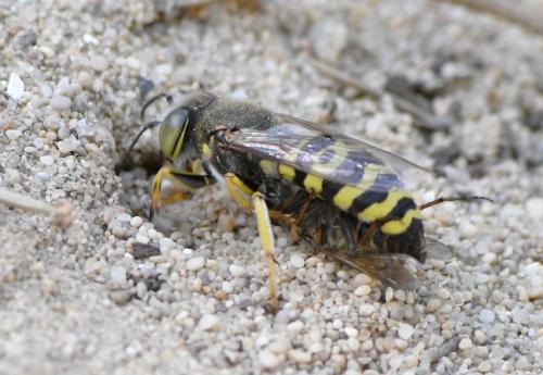 Réf. 284 858 : Bembix oculata